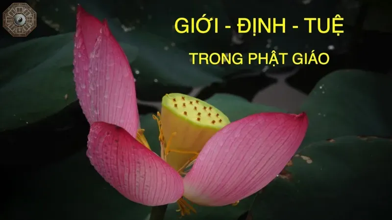 Giới định tuệ trong thiền định - Cách đạt sự an tĩnh tâm hồn 5