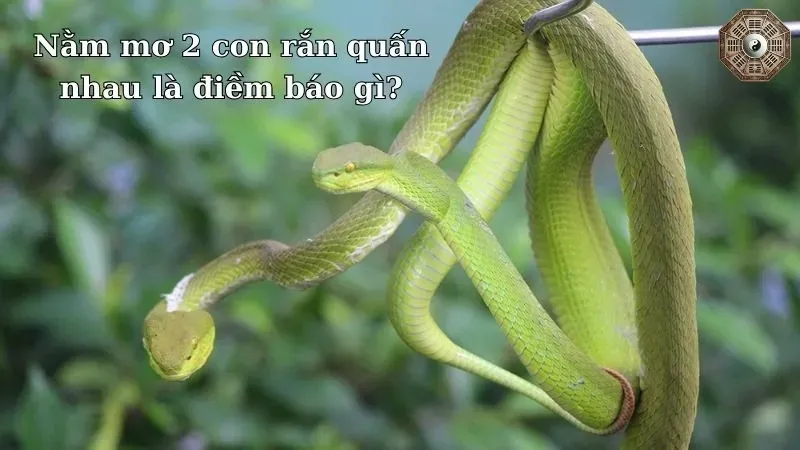 Nằm mơ 2 con rắn quấn nhau là điềm gì? Giải mã giấc mơ chi tiết nhất 1