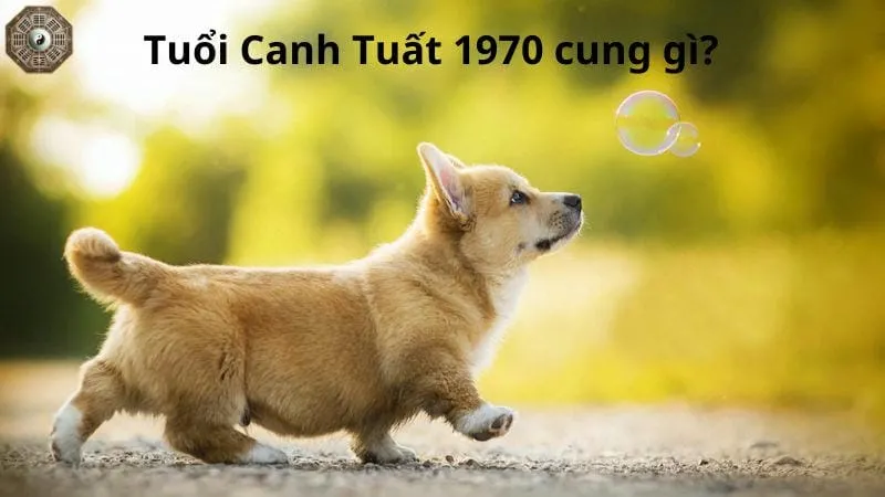 Sinh năm 1970 mệnh gì - Khám phá tử vi Canh Tuất 4