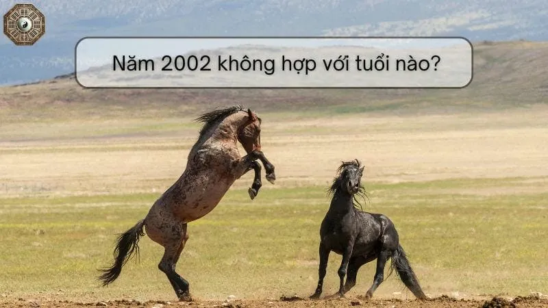 Khám phá mệnh, tử vi và phong thủy người sinh năm 2002 11