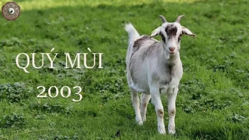 Sinh năm 2003 mệnh gì - Khám phá tử vi Quý Mùi 6