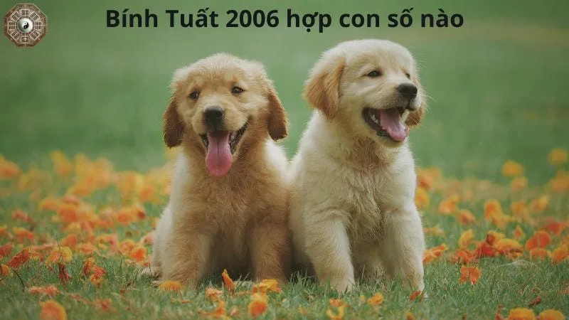 Sinh năm 2006 mệnh gì - Khám phá tử vi Bính Tuất 10