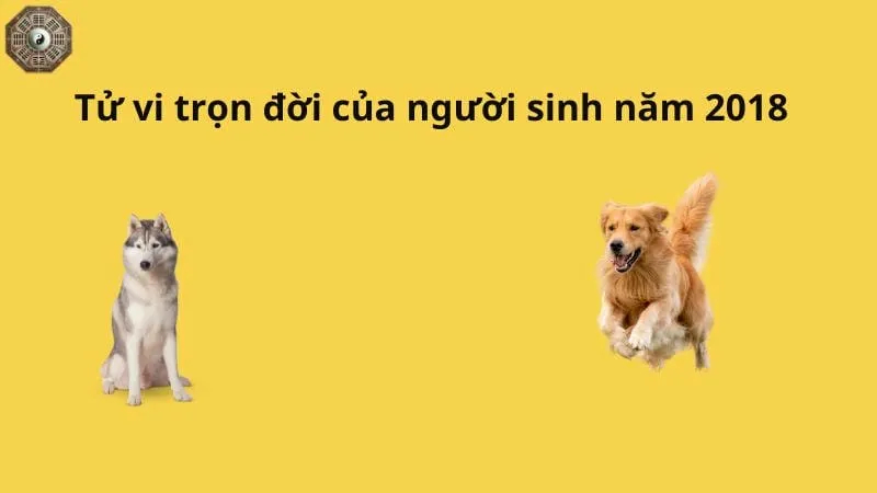 Sinh năm 2018 mệnh gì - Khám phá tử vi Mậu Tuất 8