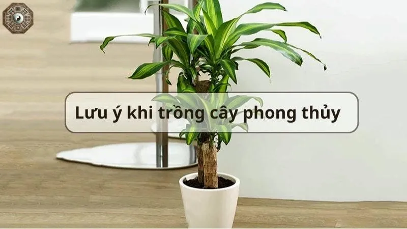 Top cây phong thủy hút tài lộc và may mắn cho gia đình bạn 9