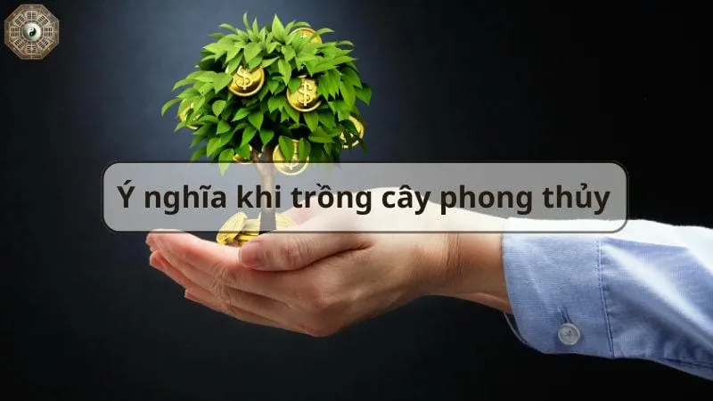 Top cây phong thủy hút tài lộc và may mắn cho gia đình bạn 10