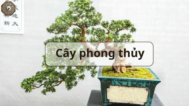 Top cây phong thủy hút tài lộc và may mắn cho gia đình bạn 1