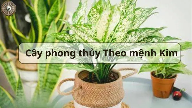 Top cây phong thủy hút tài lộc và may mắn cho gia đình bạn 2