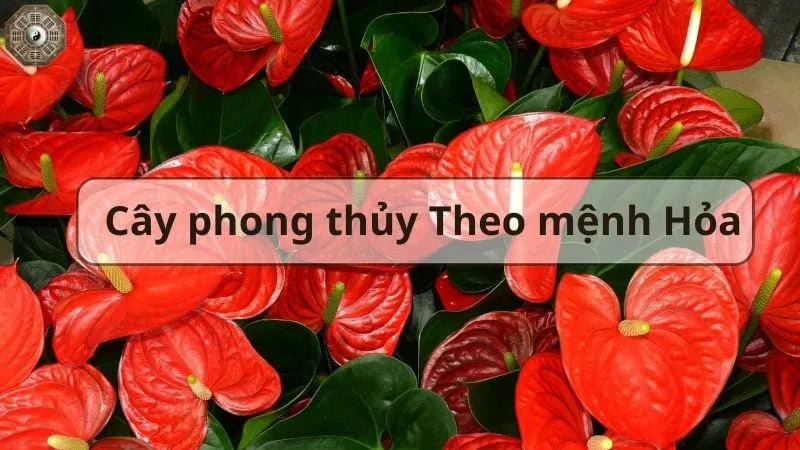 Top cây phong thủy hút tài lộc và may mắn cho gia đình bạn 3