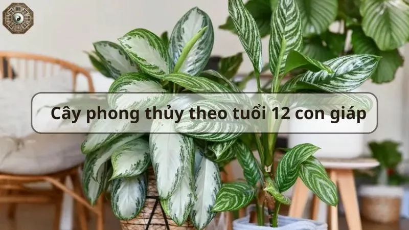 Top cây phong thủy hút tài lộc và may mắn cho gia đình bạn 4