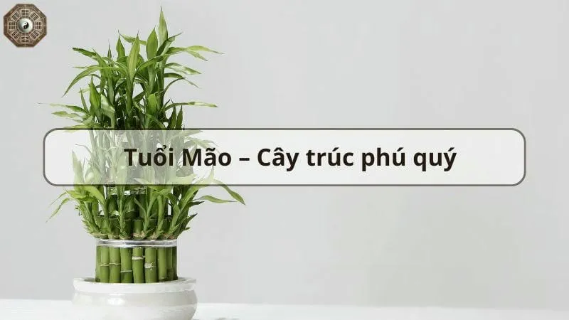 Top cây phong thủy hút tài lộc và may mắn cho gia đình bạn 5