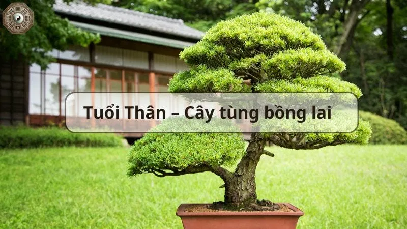 Top cây phong thủy hút tài lộc và may mắn cho gia đình bạn 7