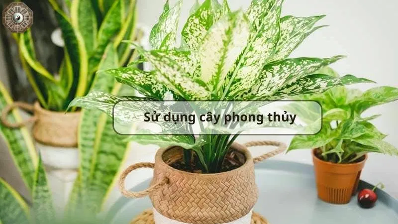 Làm thế nào để hóa giải âm khí trong người hiệu quả? 7