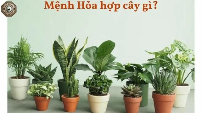 Mệnh Hỏa là gì? Tìm hiểu chi tiết về người mệnh Hỏa 8