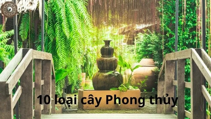 Mệnh Kim hợp cây gì - Top 10 loại cây phong thủy hút tài lộc 3