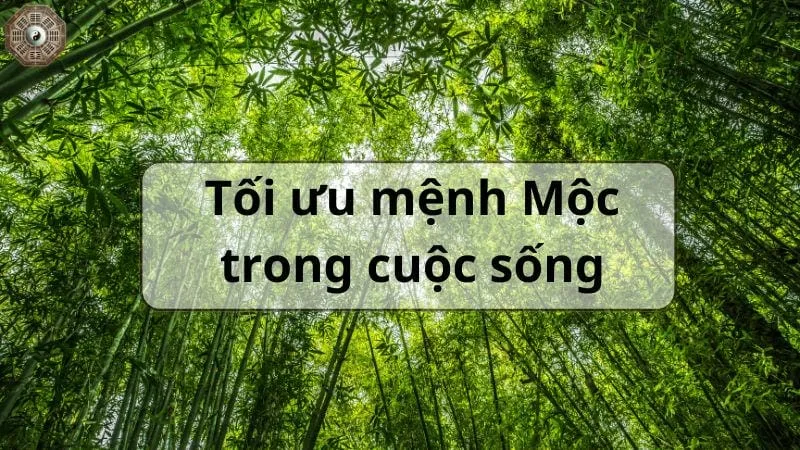 Tìm hiểu về mệnh Mộc hợp với mệnh nào trong phong thủy 7