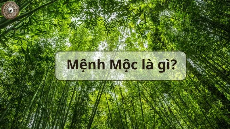 Mệnh Mộc là gì - Tìm hiểu chi tiết về người thuộc mệnh Mộc 1