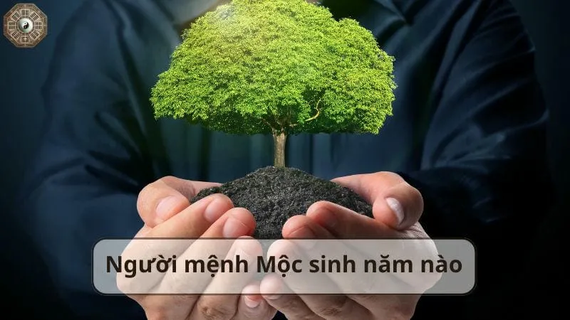 Mệnh Mộc là gì - Tìm hiểu chi tiết về người thuộc mệnh Mộc 2