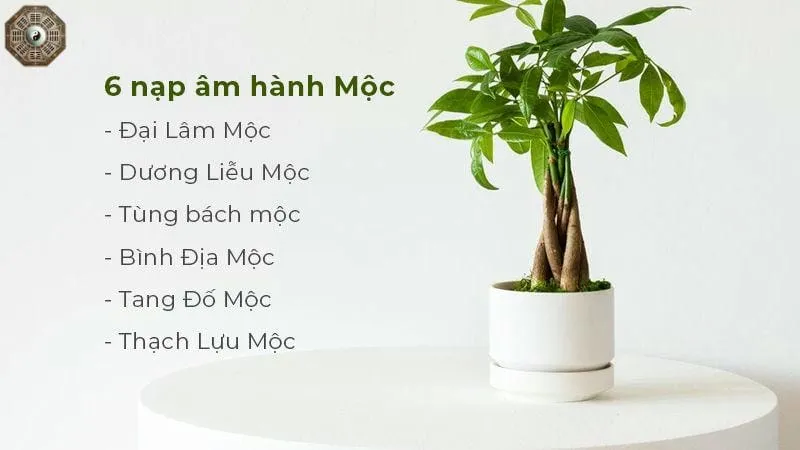 Mệnh Mộc là gì - Tìm hiểu chi tiết về người thuộc mệnh Mộc 4