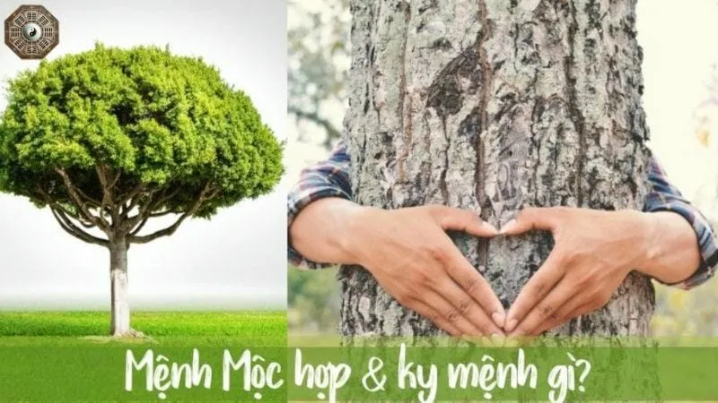 Mệnh Mộc là gì - Tìm hiểu chi tiết về người thuộc mệnh Mộc 5