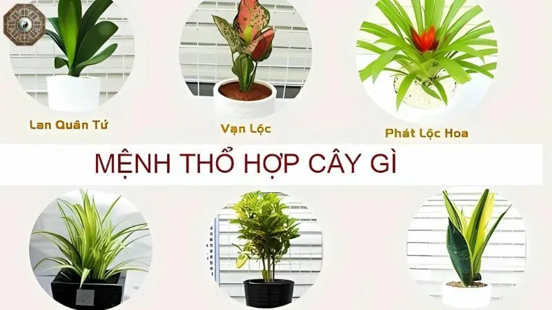 Mệnh Thổ là gì? - Tìm hiểu chi tiết về người mệnh Thổ 1