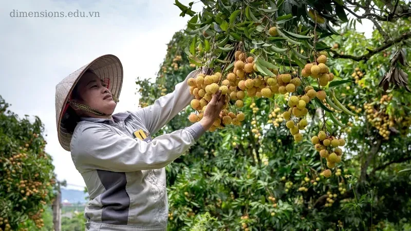 Nằm mơ thấy hái trái cây ăn là điềm báo gì và nên đánh con số nào? 2