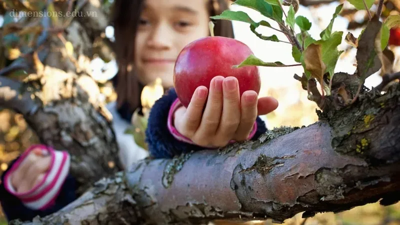 Nằm mơ thấy hái trái cây ăn là điềm báo gì và nên đánh con số nào? 4