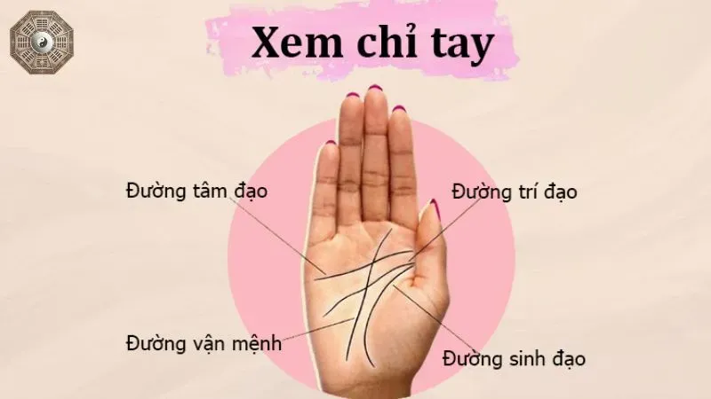 Nhân tướng học bàn tay - Khám phá chi tiết về tính cách và vận mệnh  5