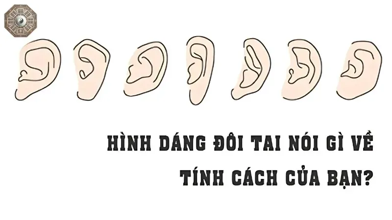 Dáng tai nói lên điều gì về bạn? Khám phá ngay bí mật nhân tướng học 3