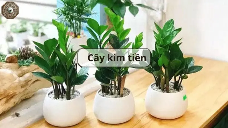 Top 12 vật phẩm phong thủy giữ tiền trong nhà mà bạn nên biết 3