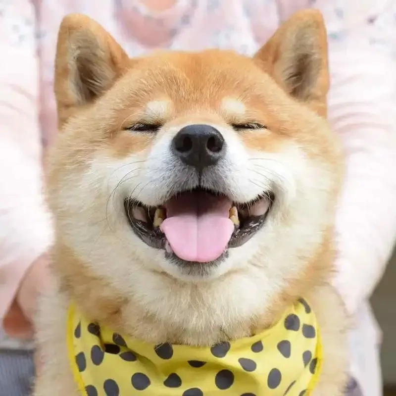 Dog smiling meme là hình ảnh biểu tượng của sự dễ thương và hạnh phúc.