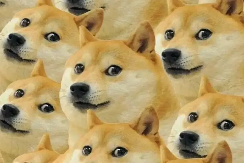 Dog meme PNG chất lượng cao, dễ dàng sử dụng cho mọi bài đăng thú vị.