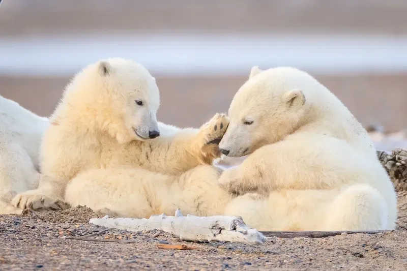 Hình cute gấu trắng sẽ mang đến niềm vui và sự dễ chịu mỗi khi bạn nhìn vào.