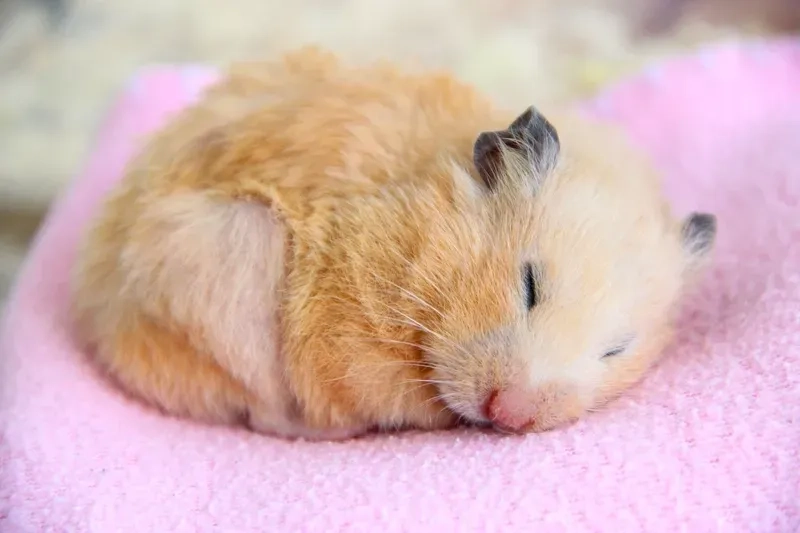 Ảnh meme chuột hamster siêu dễ thương để chia sẻ với bạn bè.