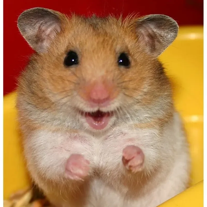 Hình ảnh chuột hamster meme thú vị và hài hước nhất.