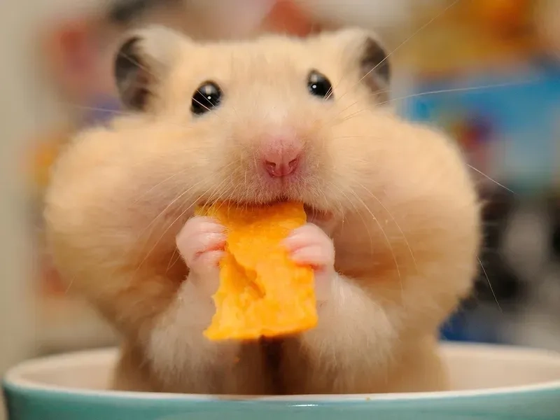 Hamster ăn chuối meme ngộ nghĩnh khiến bạn muốn xem mãi.