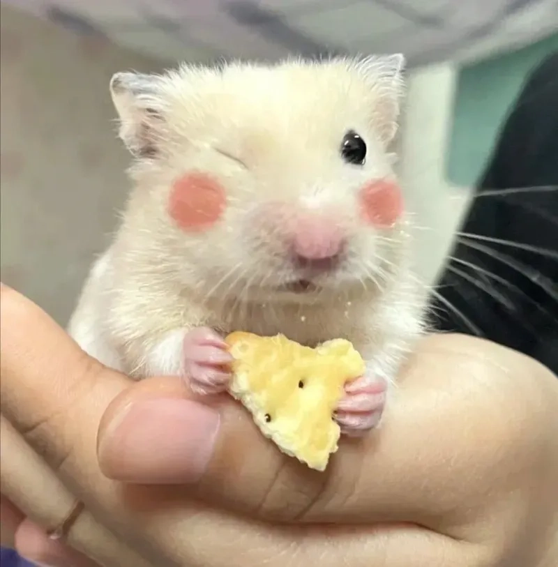 Meme hamster ăn chuối thú vị và siêu dễ thương.