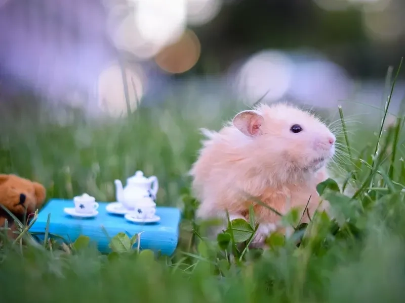 Meme chuột hamster ăn chuối hài hước làm bạn cười thả ga.