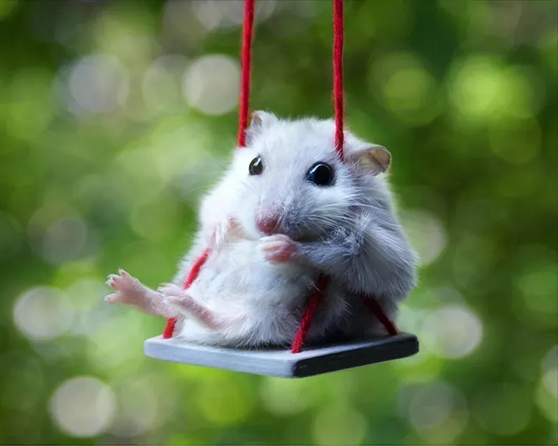 Meme ảnh chuột hamster chế sáng tạo, cực kỳ thú vị.