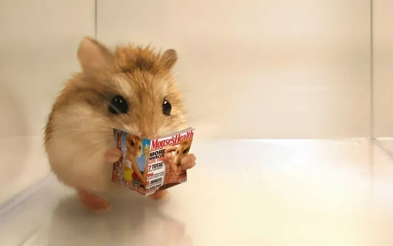 Ảnh meme hamster luôn mang lại tiếng cười cho mọi người.