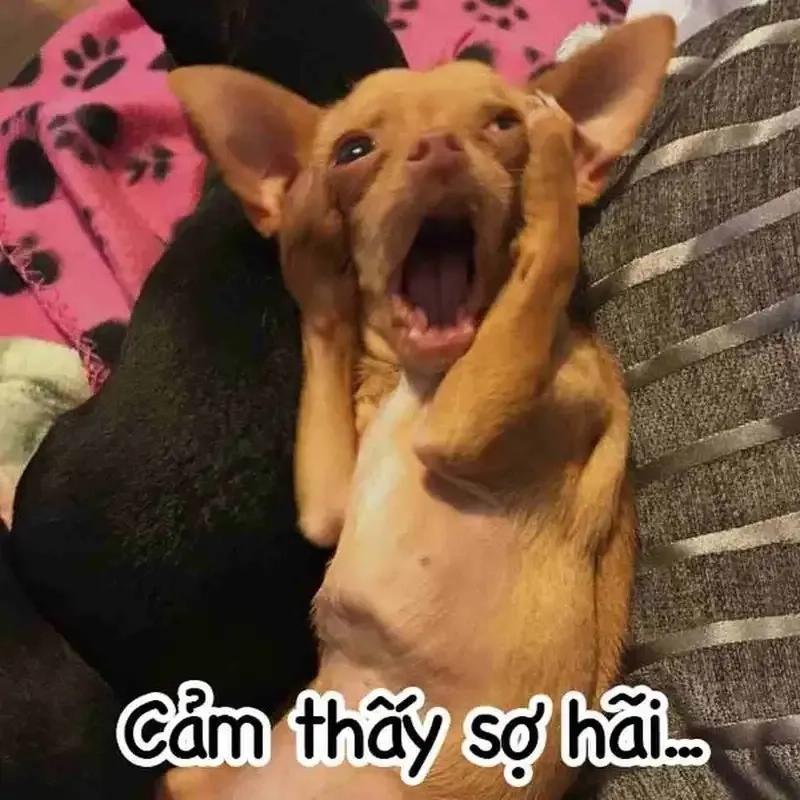 Hài hước meme Cheems giúp bạn thư giãn và tìm thấy niềm vui trong những giây phút căng thẳng!