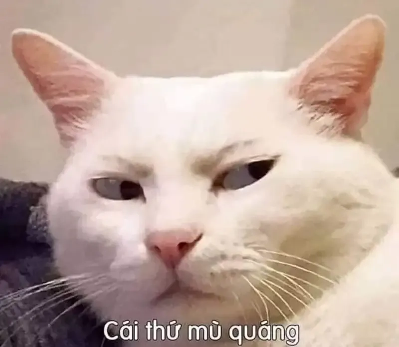 Meme chúc ngủ ngon cute giúp bạn gửi gắm những lời yêu thương mỗi tối.