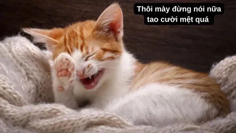 Meme em bé cute hài hước làm tan chảy trái tim mỗi người với vẻ đáng yêu.