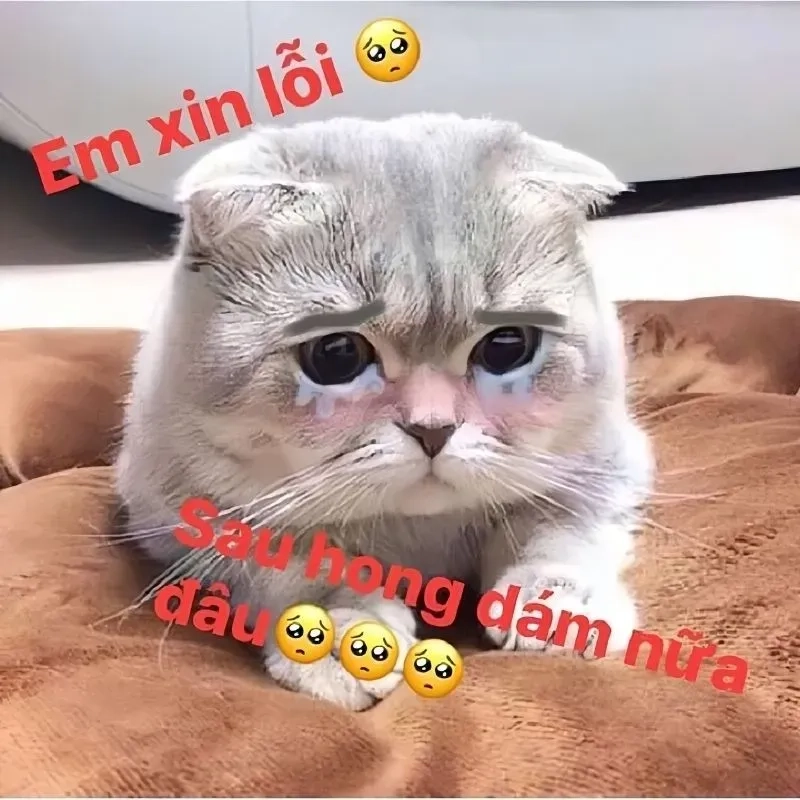 Hình meme xin lỗi sẽ giúp bạn gửi lời xin lỗi một cách nhẹ nhàng và đầy tình cảm, khiến người khác dễ dàng tha thứ.