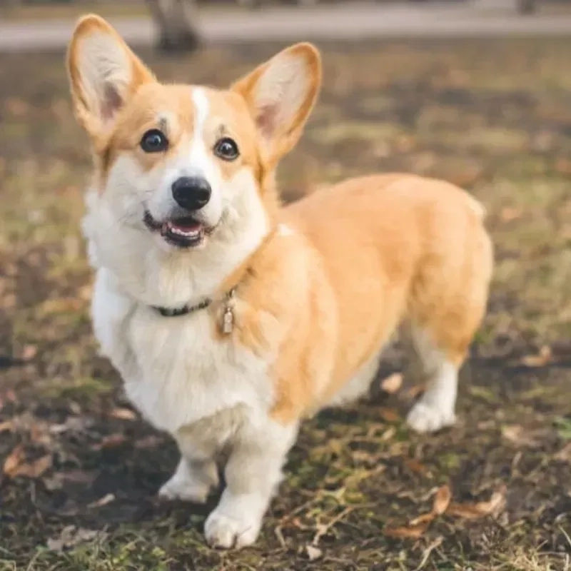 Hình nền chó cute là cách tuyệt vời để trang trí màn hình của bạn với những chú chó dễ thương và đáng yêu.