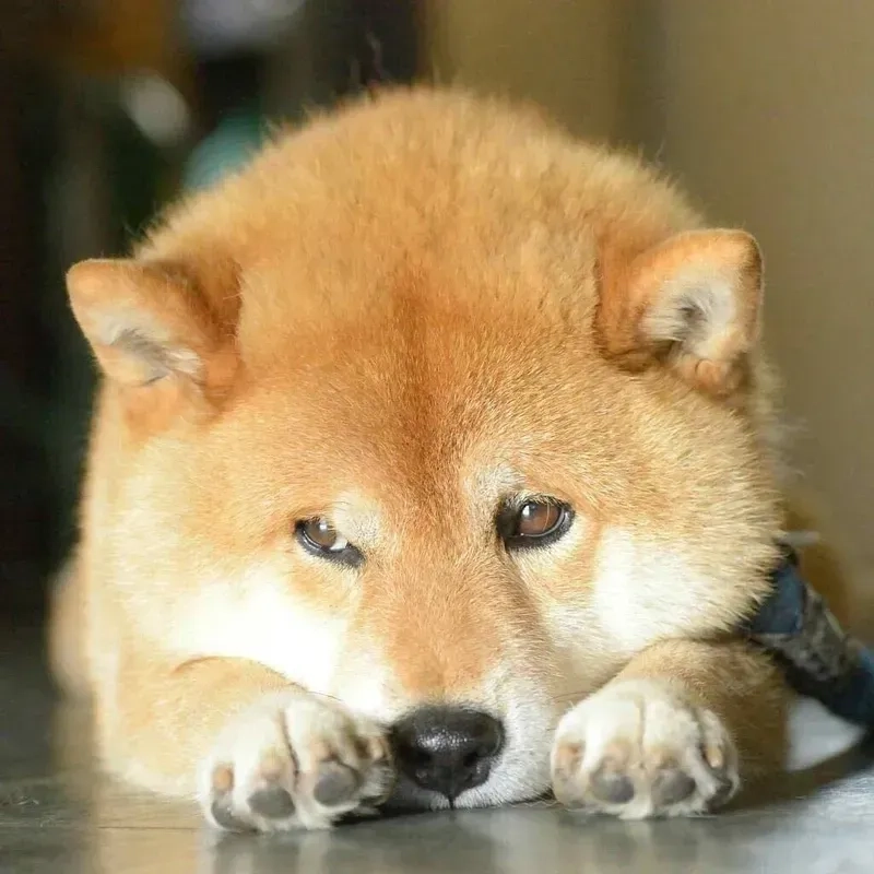 Hình nền Shiba cute là lựa chọn tuyệt vời để tạo không gian dễ thương và dễ gần, với sự ngọt ngào của loài chó này.