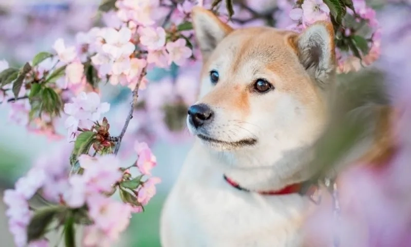 Ảnh nền chó Shiba sẽ làm cho màn hình của bạn thêm phần sinh động và thu hút với vẻ đẹp dễ thương của loài chó này.