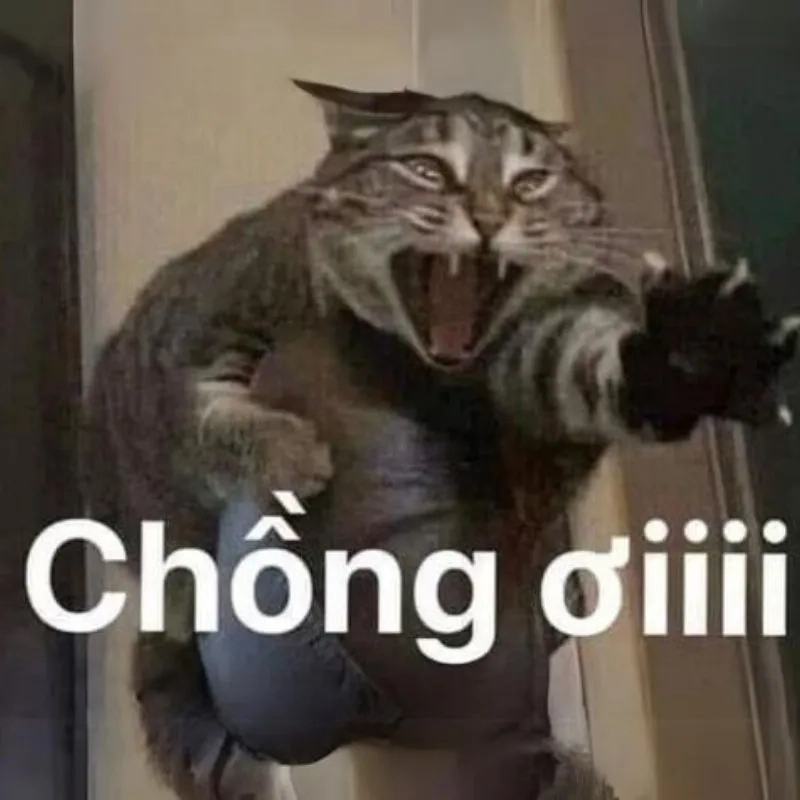 Meme ảnh chó hài mang đến sự vui nhộn và ngộ nghĩnh với những biểu cảm đáng yêu của các chú chó.