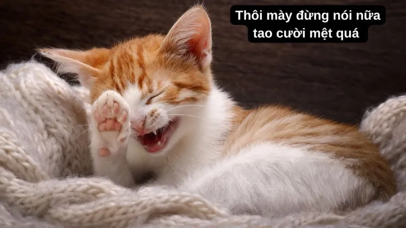 Cùng thử meme avatar mèo ngáo, với biểu cảm siêu ngộ nghĩnh sẽ làm bạn trở thành tâm điểm!