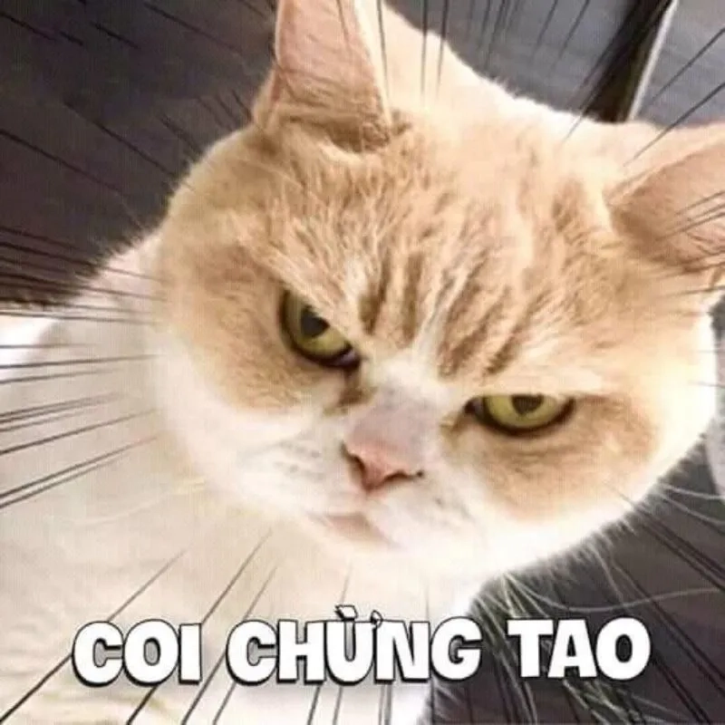 Avatar meme ảnh mèo cute là lựa chọn hoàn hảo cho những ai yêu thích sự dễ thương và vui vẻ.