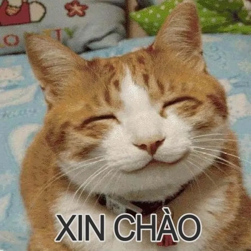 Meme chào em nha vui nhộn, mang đến tiếng cười không ngớt.